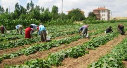 Buğday ve Salatalık Hasadı Başladı
