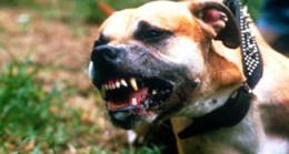 Köpek Dehşeti