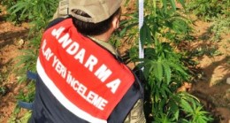 Yasak Bitki Kenevir Operasyonu: 12 Gözaltı