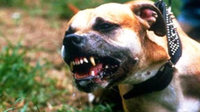 Köpek Dehşeti