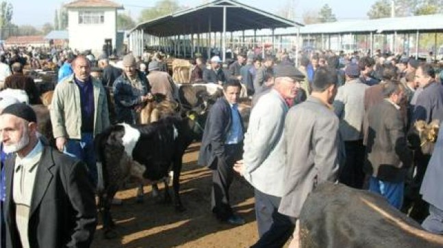 Hayvan Pazarında Heyecan