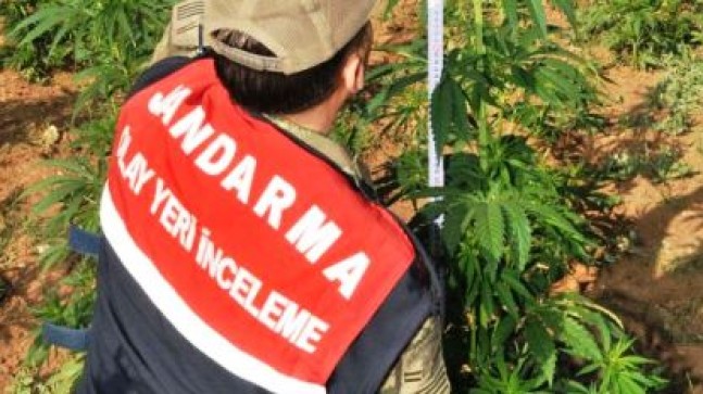 Yasak Bitki Kenevir Operasyonu: 12 Gözaltı