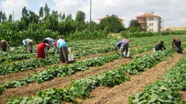 Buğday ve Salatalık Hasadı Başladı