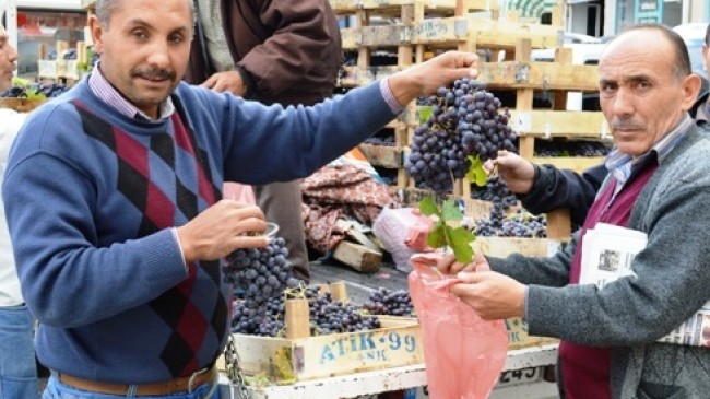 Çalışkan Halk Üzüm Yetiştiriciliğine Başladı