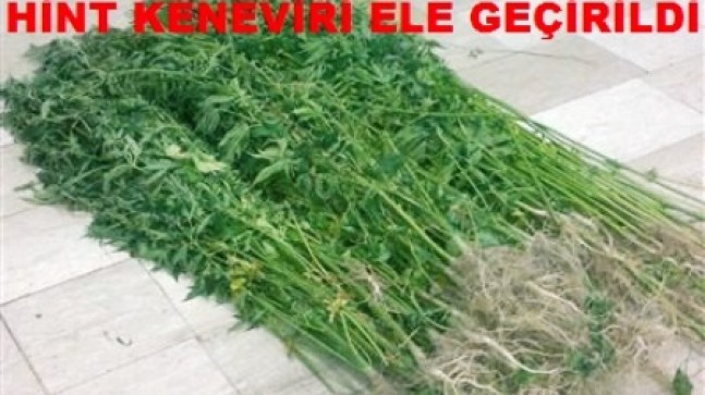 Çubuk’ta Hint Keneviri Ele Geçirildi